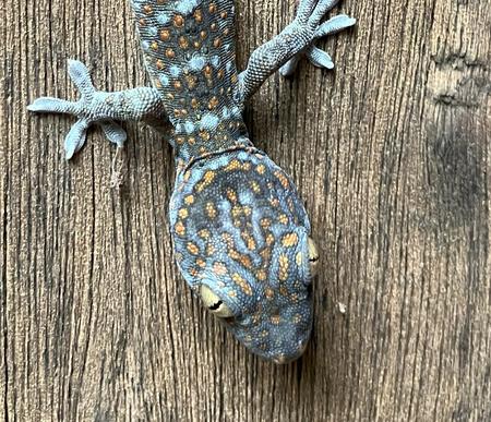 Logo „XAUUSDTraderApr25”