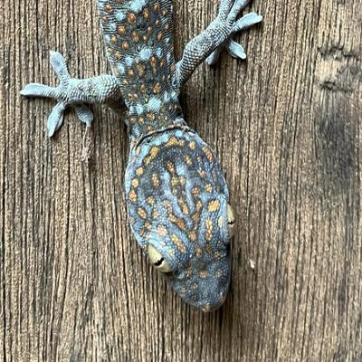 "XAUUSDTraderMod00-Apr25" logo