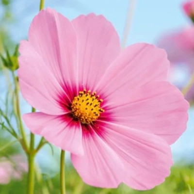 "Yandex plugin" logo